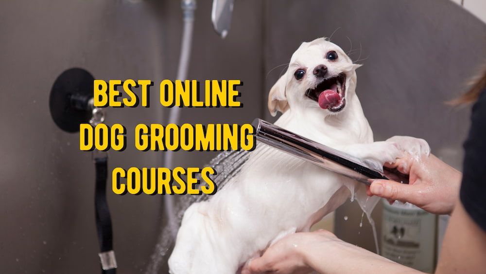 best online dog grooming courses