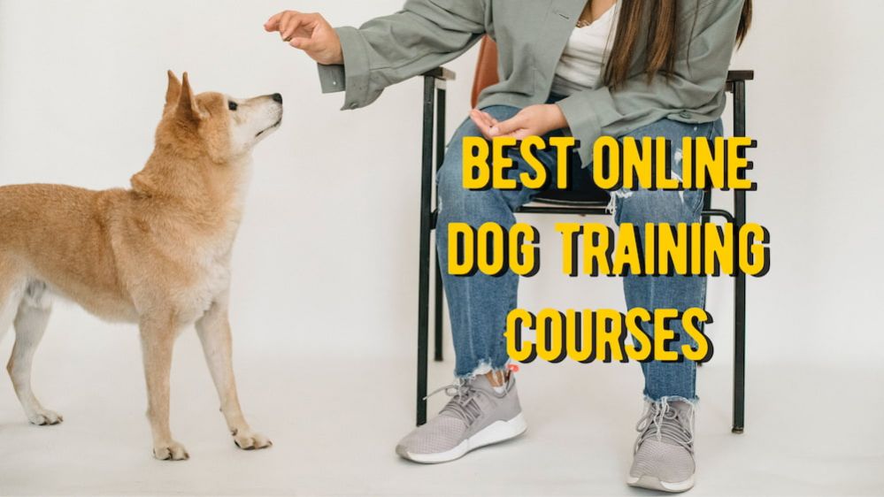 Best Online Dog Training Course TOP 10 Online Dog Training Classes