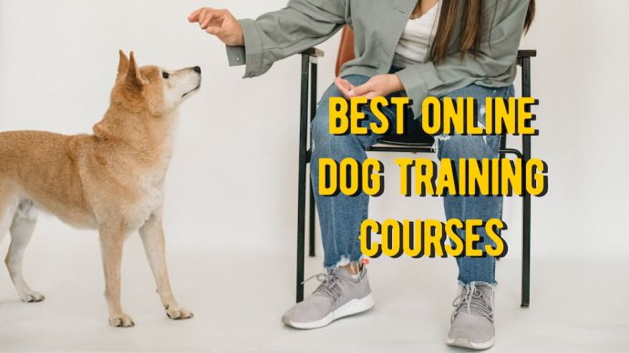 best online dog training courses