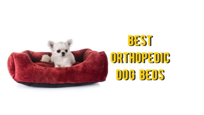 best orthopedic dog beds