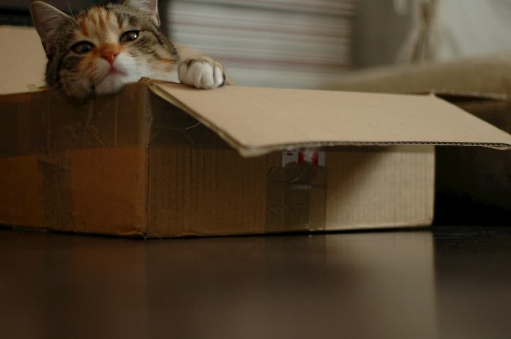 ≡ Where to put Cat Litter Box