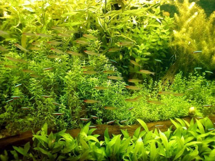 Best Freshwater Aquarium Plants 2020 Reviews on ThePets
