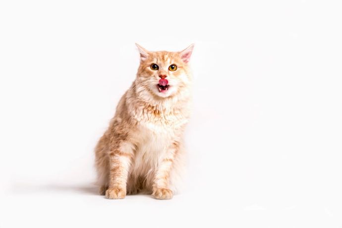 best probiotics for cat review