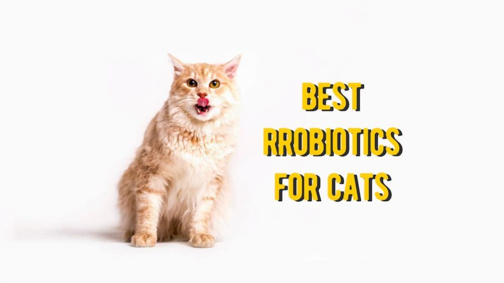 The Best Probiotics For Cats: The 10 Best Cat Probiotics Review