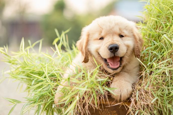 TOP-20 Best Dry Puppy Food