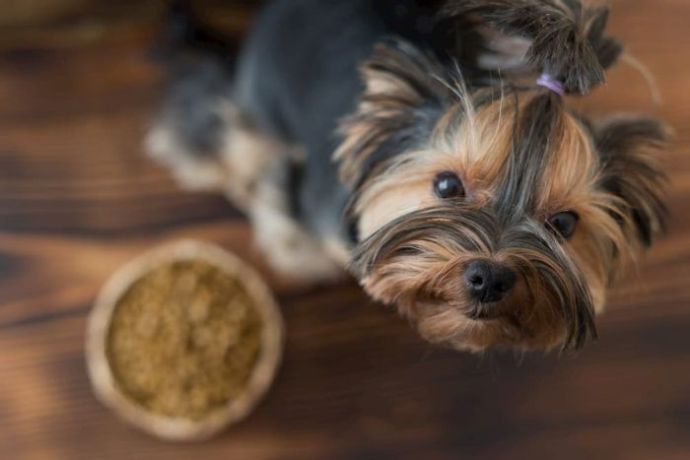 top rated small breed dog food