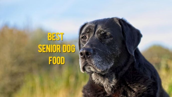 Best Senior Dog Food: Review
