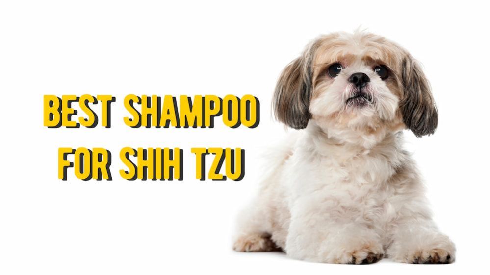 ≡ Best Shampoo for Shih Tzu 11 Best Dog Shampoos for Shih Tzu Review