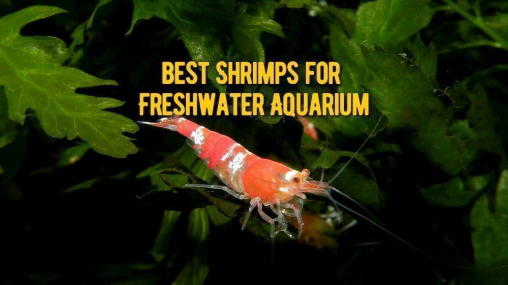 Best Shrimp for Freshwater Aquarium: Shrimps for Planted Aquarium Review