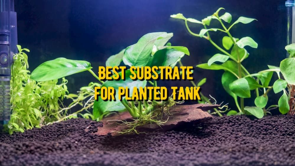 Best Substrate for Planted Tank Substrate for Aquarium Plants Reviews