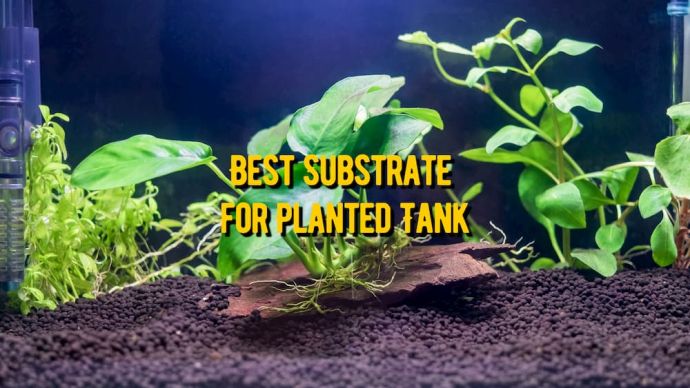 best substrate for planted tanks