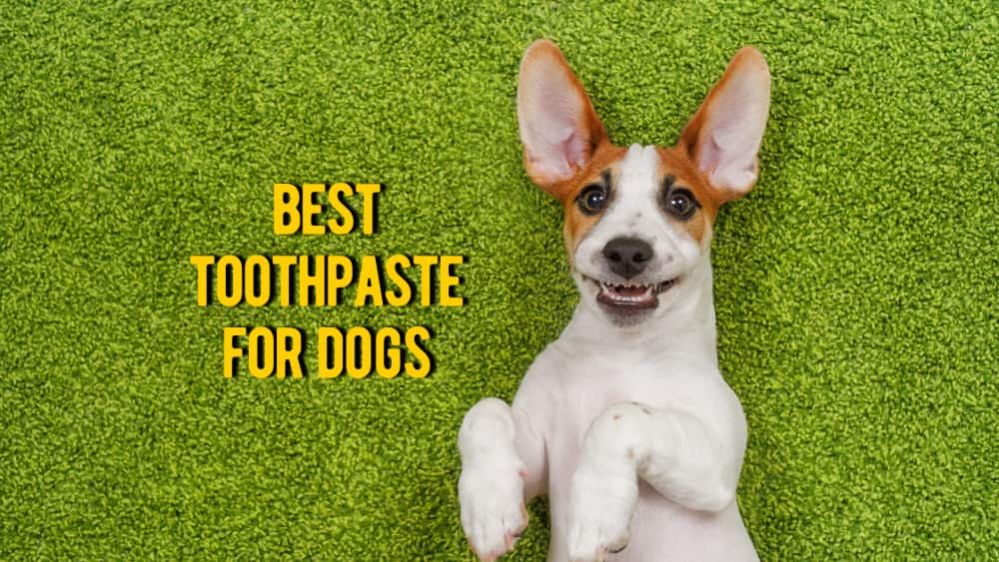 The Best Dog Toothpaste TOP Rated Toothpastes for Dogs Reviews