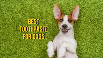 The Best Dog Toothpaste: TOP Rated Toothpastes For Dogs Reviews