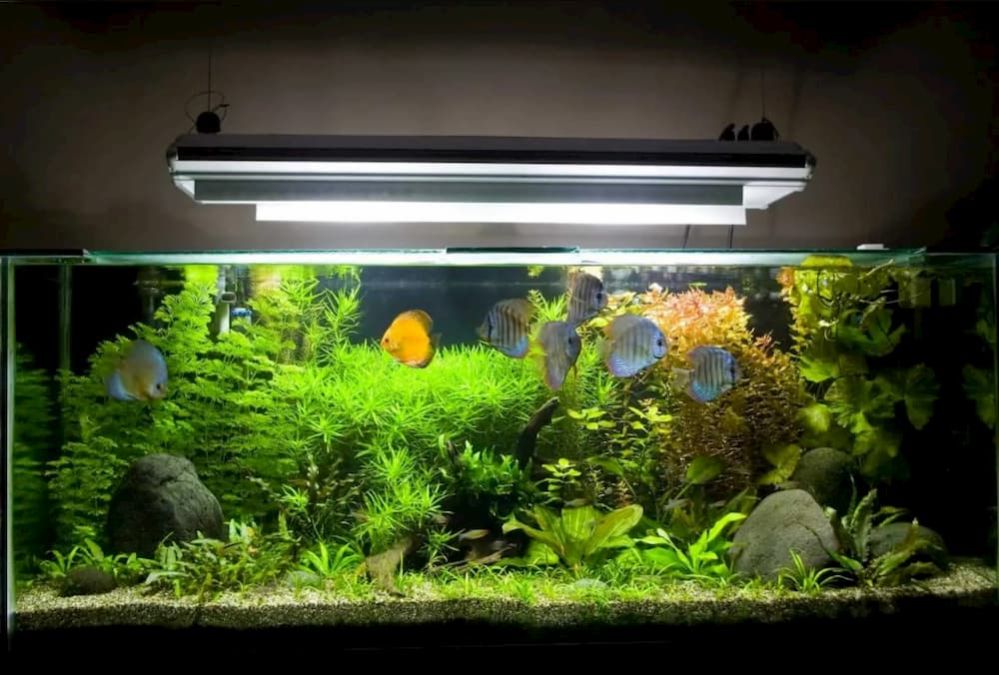 ᐉ Best Aquarium UV Sterilizer 10 UV Aquarium Sterilizers Reviews