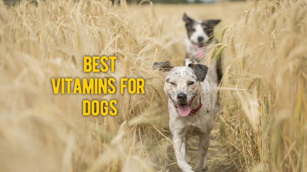 ᐉ Best Dog Vitamins TOP Best Supplements for Dogs (Vet Review)
