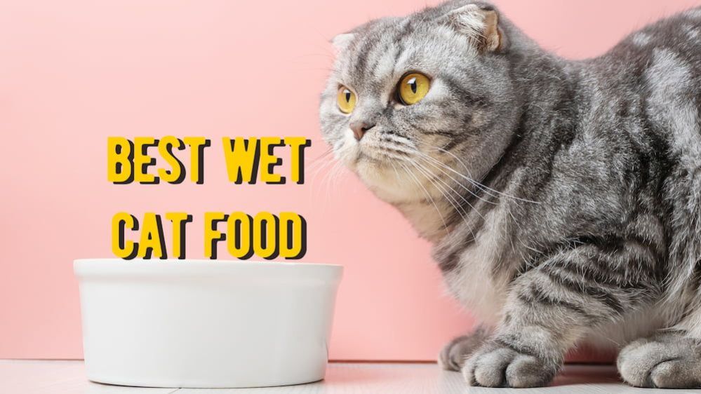 ᐉ Best Wet Cat Food: 15 Best Rated Canned Foods for Cats Reviews