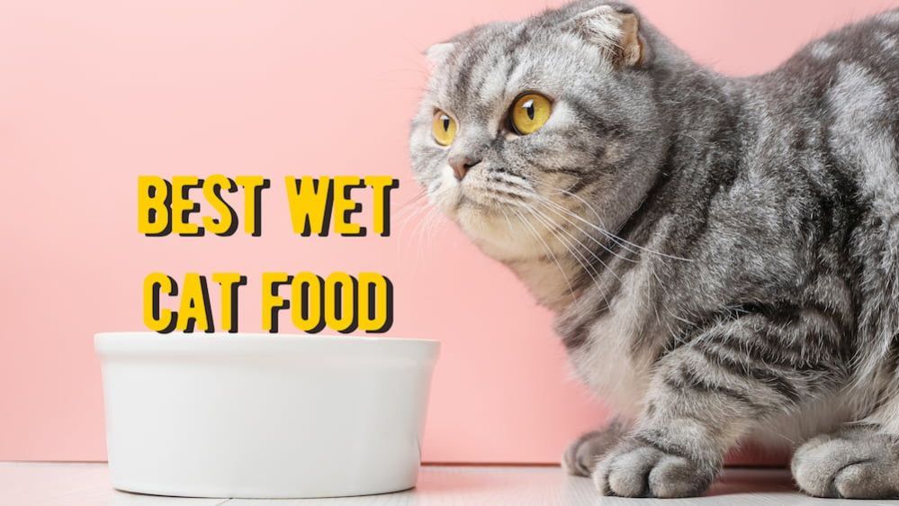  Best Wet Cat Food 15 Best Rated Canned Foods For Cats Reviews