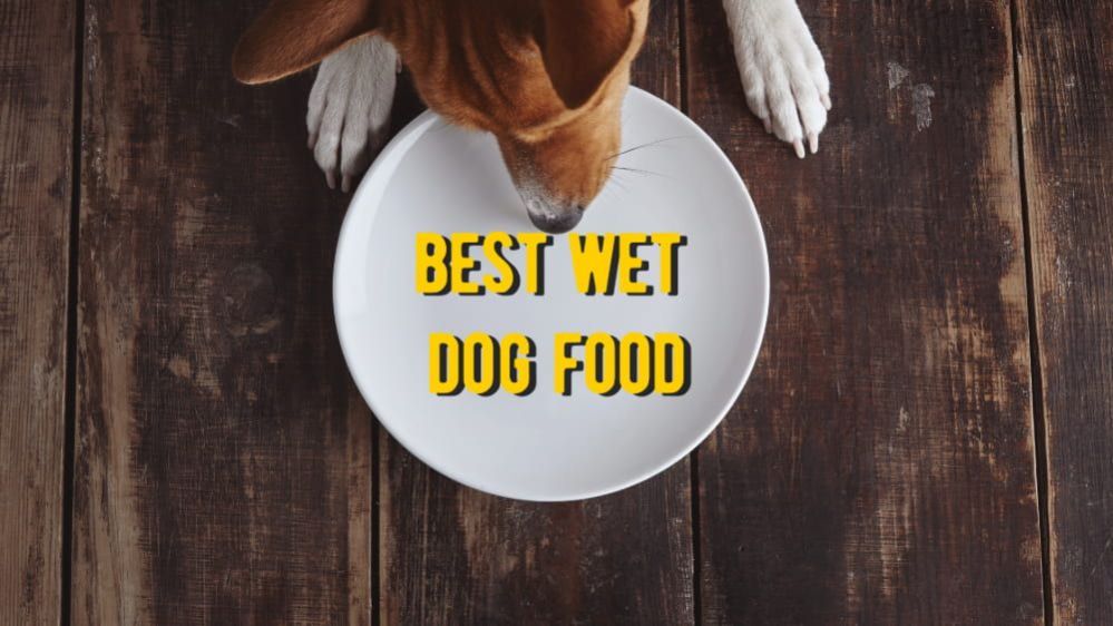 ᐉ Best Wet Dog Food TOP 25 Rated Wet Foods for Dogs Reviews