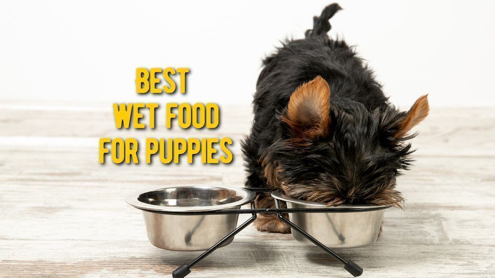 best wet food for puppies