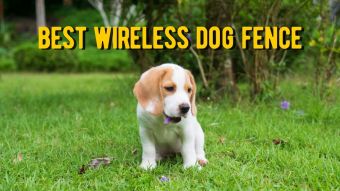 The Best Wireless Dog Fence: 10 Best Wireless Dog Fence Reviews