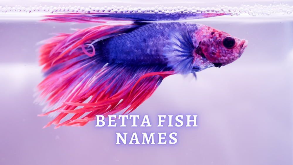 Betta Fish Names 1000+ Name Ideas for Your Betta Fish