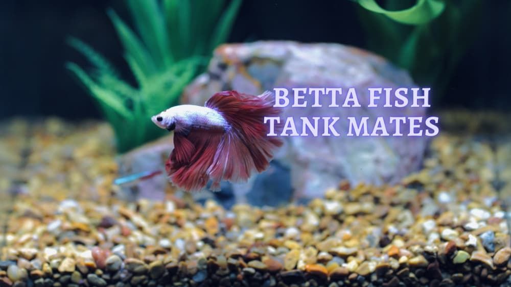 betta fish tank mates