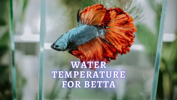 betta fish temperature