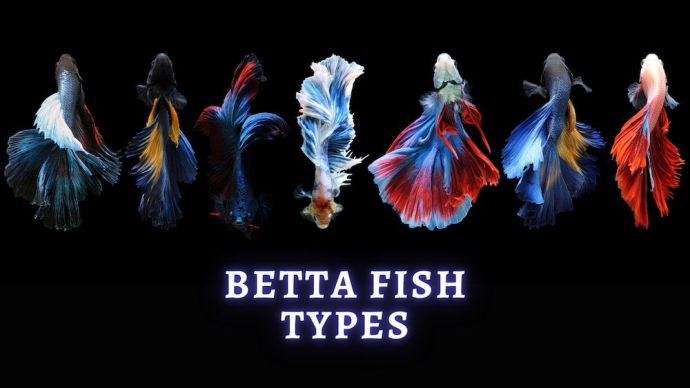 betta fish types