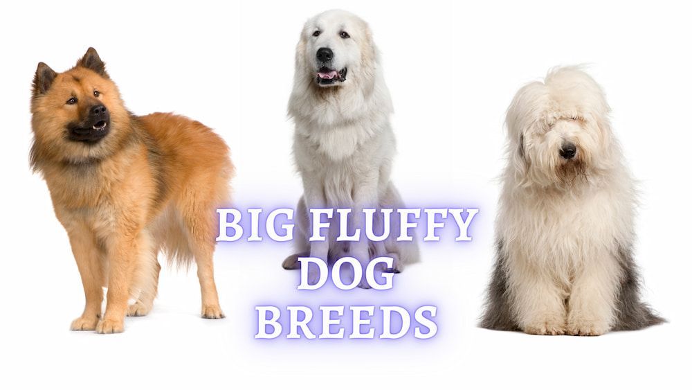 big fluffy dog breeds