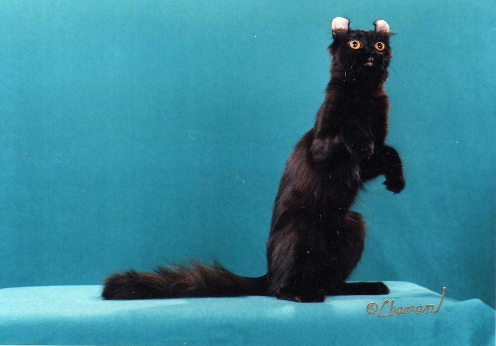 black american curl cat