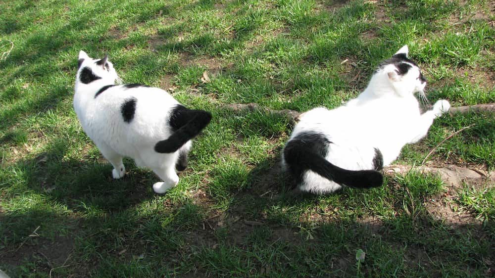 black and white cats patterns