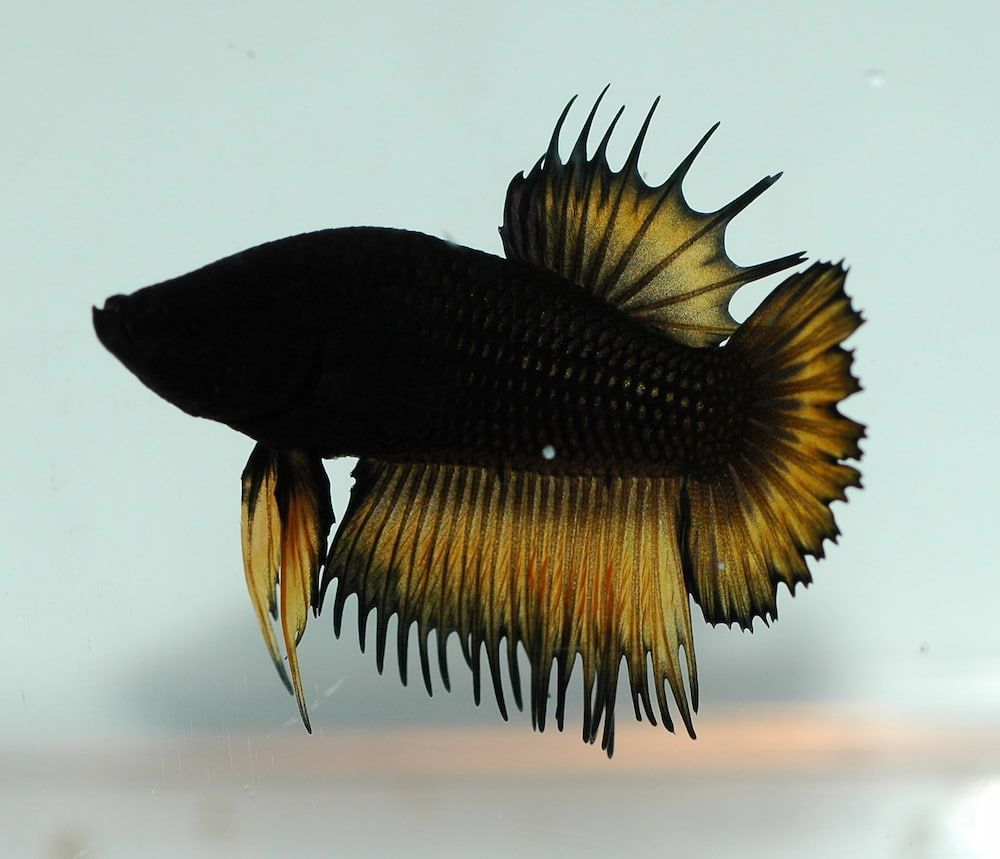black betta fish