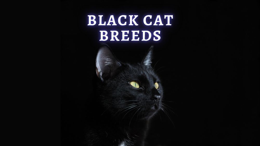 black cat breeds