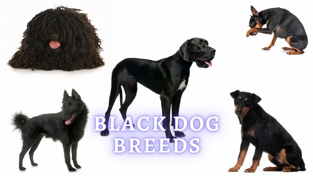 25 Black Dog Breeds: Small, Medium and Big Black Dog Breeds