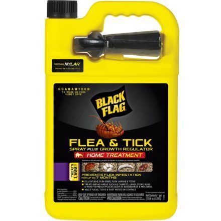 black flag flea and tick spray home treatment