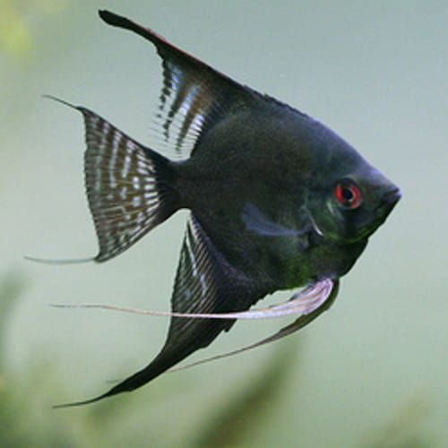 black ghost angelfish