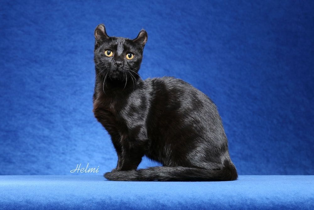 black kinkalow cat