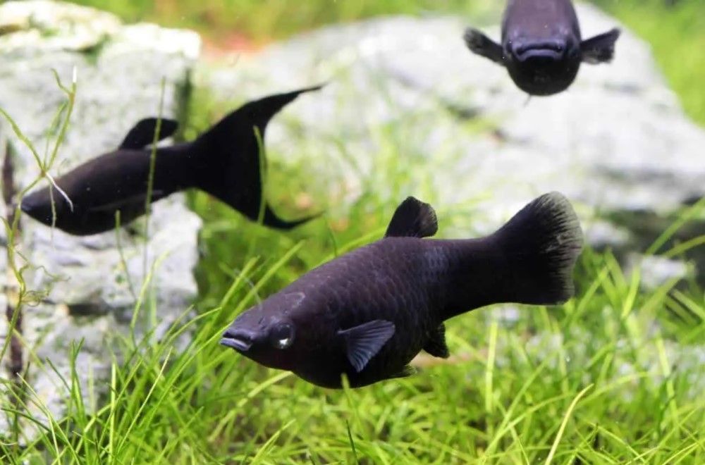 black mollies fish easiest to breed