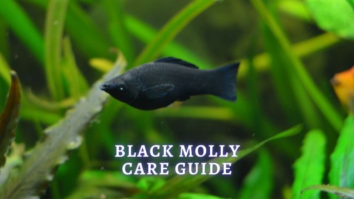 black molly care guide
