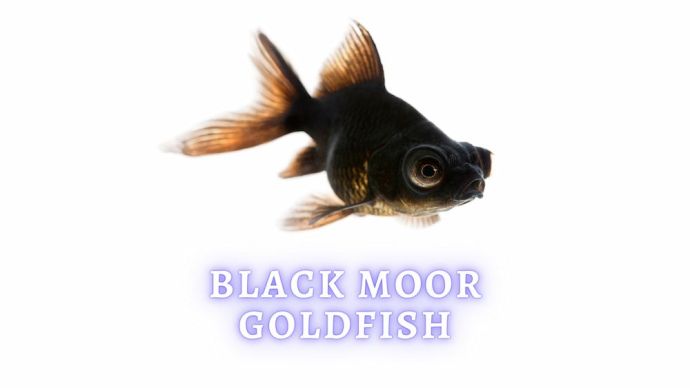 black moor goldfish care guide