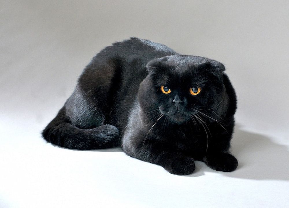black scottish fold cat