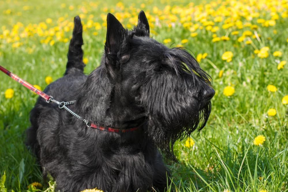 25 Black Dog Breeds: Small, Medium and Big Black Dog Breeds