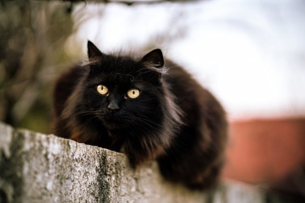 Black Cat Breeds: 11 Cat Breeds with Beautiful Black Coats