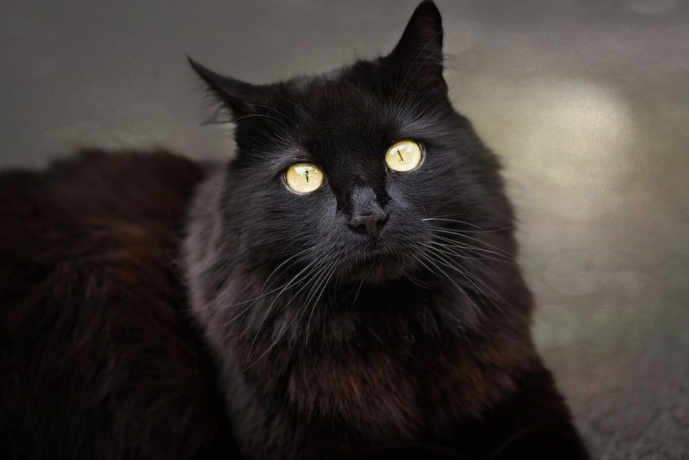 Black Cat Breeds: 11 Cat Breeds with Beautiful Black Coats