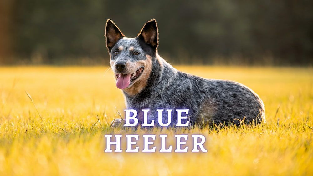 blue heeler dog breed