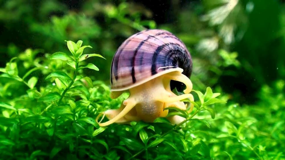 blue mystery snail for freshwater aquarium