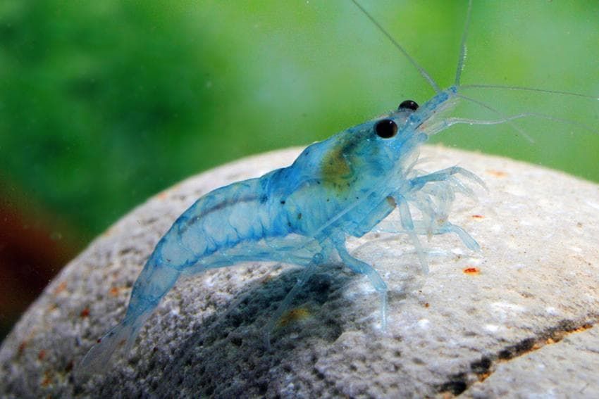 blue pearl shrimp