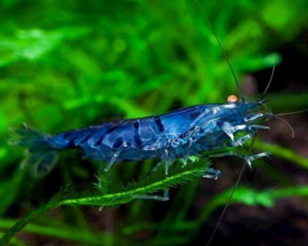 blue tiger shrimp