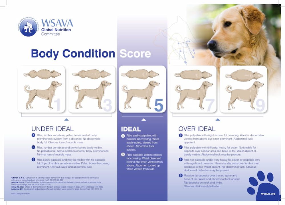 Weight Loss in Dogs How Do I Know If My Dog Is Too Thin?