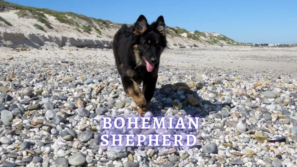 bohemian shepherd dog breed